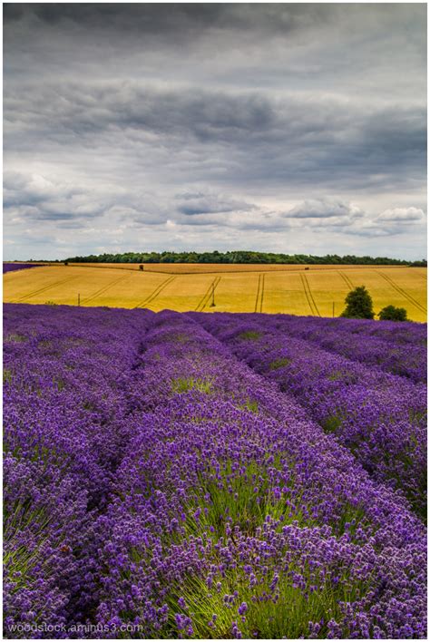 Cotswold Lavender - Landscape & Rural Photos - Nigel's Photoblog