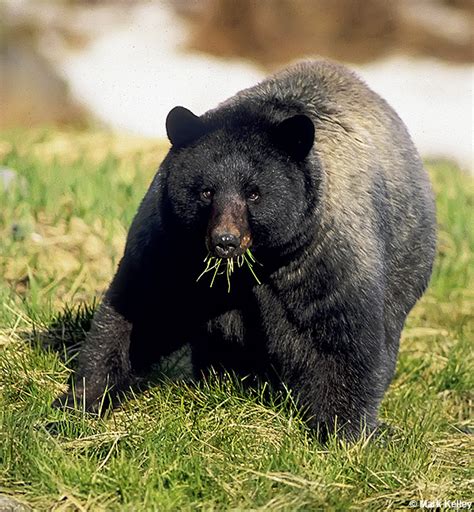 Black Bear (Glacier Bear), Glacier Bay National Park, Alaska – Image ...