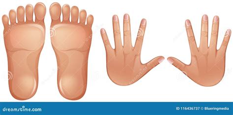 Human Anatomy Feet and Hands Stock Vector - Illustration of clipart ...