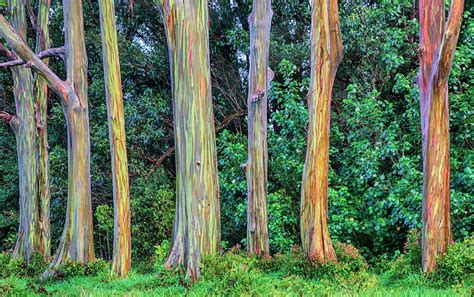 Rainbow Eucalyptus Trees Look Too Beautiful to Be Real (But They Are!)