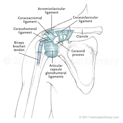 Diagram Of Shoulder