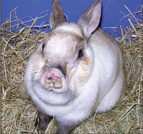 RESPIRATORY DISEASES IN RABBITS | Vet Times