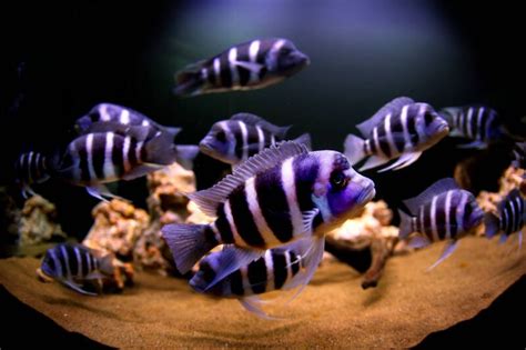 Frontosa Cichlid • Care Guide (Setup, Mates & Breeding)