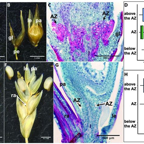 Abscission zone (AZ) of Streptochaeta angustifolia and Pharus... | Download Scientific Diagram