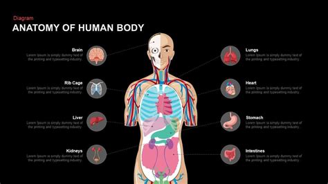 Anatomy of the Human Body PowerPoint Template and Keynote Anatomy of the human body PowerPoint ...