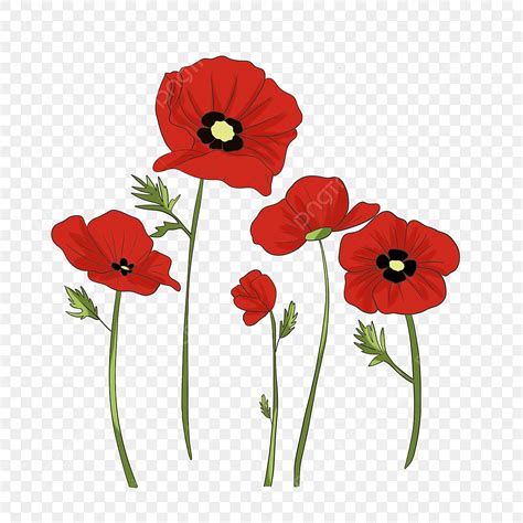 Red Poppy Flower PNG Picture, Lineart Red Poppy Flower Illustration, Poppy Drawing, Flower ...