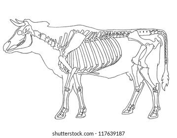 Bovine Skeleton Diagram