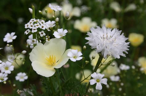 Summer White Wild Flowers | ubicaciondepersonas.cdmx.gob.mx