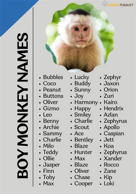 300+ Boy Monkey Names (Cute, Funny & Unique)