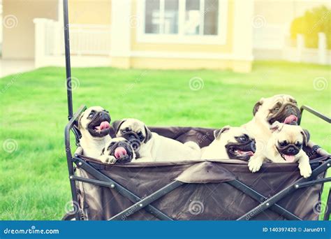 Cute Pug in truck stock photo. Image of canine, garden - 140397420