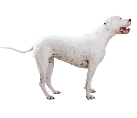 Dogo Argentino - Dog Breed Health, History, Appearance, Temperament, and Maintenance