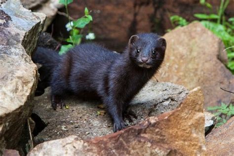 Art Lander’s Outdoors: American mink, long-tailed weasel are small furbearers with big attitudes ...