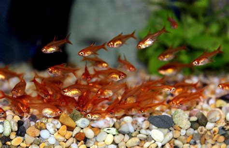 Ember tetra | Aquarium fish, Tropical freshwater fish, Aquarium fish store