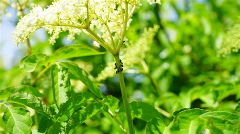 Aphid Control: Identifying And Getting Rid Of Aphids Naturally | The Rustic Elk