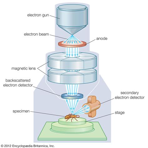 Advantages of Electron Microscopy over Optical Microscopy | Grapevine Birmingham