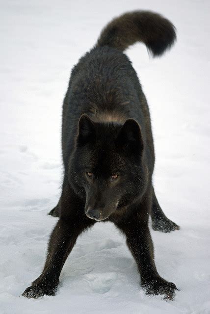 Romeo the friendly Alexander Archipelago wolf... - The world of wolves