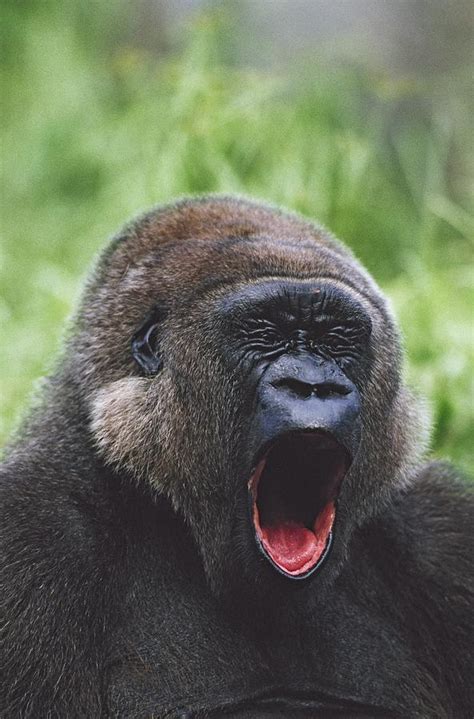 Western Gorilla Yawning, Africa Photograph by David Ponton