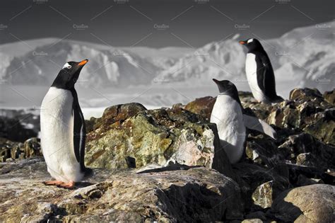 Three penguins in Antarctica | Animal Stock Photos ~ Creative Market