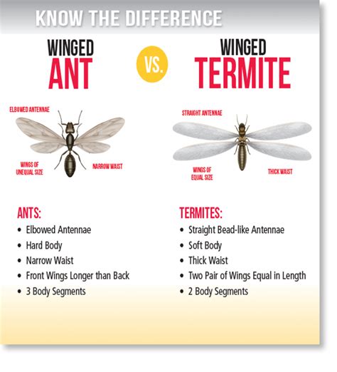 Have you found what looks like flying ants (termites) around your property?