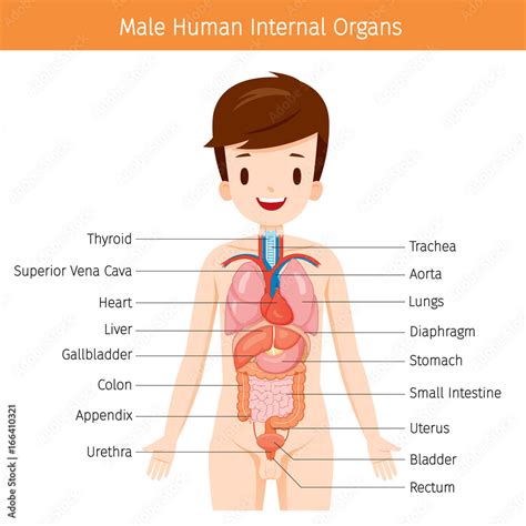 Male Human Anatomy, Internal Organs Diagram, Physiology, Structure, Medical Profession ...
