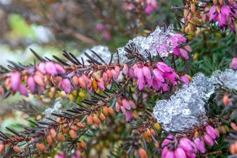 Winter Blooming Plants - HooDoo Wallpaper