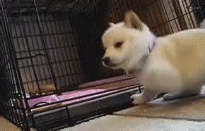 Playing GIF - Puppy Playing Adorable - Discover & Share GIFs