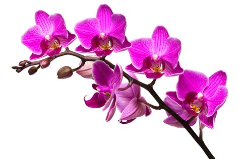 Moth Flower Orchid Boat Orchids Free Transparent Image - Clip Art Library