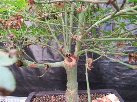 55 Year Old Dwarf Japanese Maple Bonsai Tree