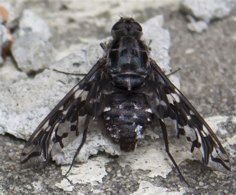 Tiger Bee Fly - What's That Bug?