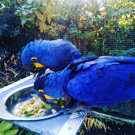 Hyacinth Baby Macaw Parrots – Exotic Parrot Breeder