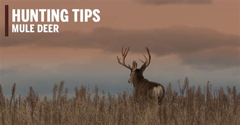 Mule Deer Hunting Tips - Soap Mesa Outfitters