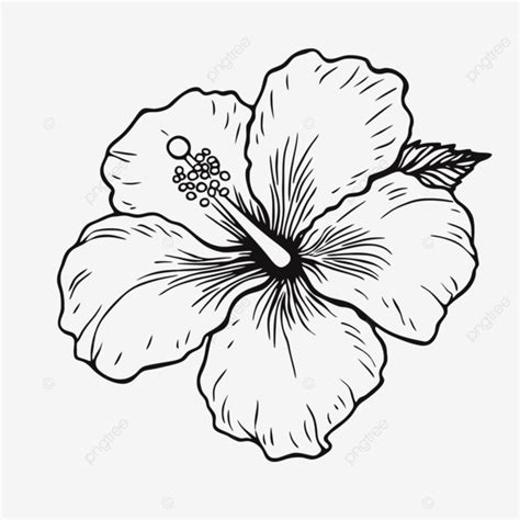 Hibiscus Flower Outline Is Shown Sketch Drawing Vector, Flower Drawing, Wing Drawing, Hibiscus ...