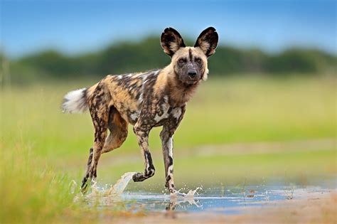 Top 10 Facts About African Wild Dogs (Cape Hunting Dogs) | National Geographic Expeditions