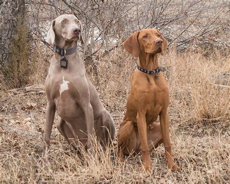 Dog Portrait Photography: It's a New Era! Three Beautiful Girls