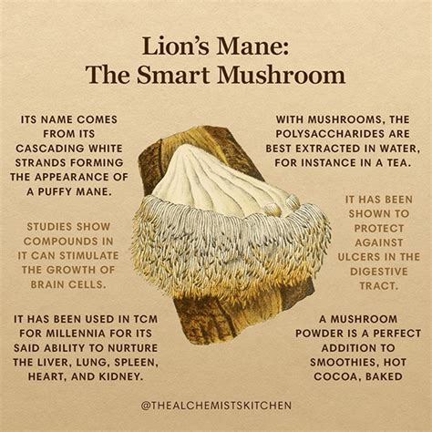 Lion’s Mane: The Smart Mushroom - The Alchemist's Kitchen