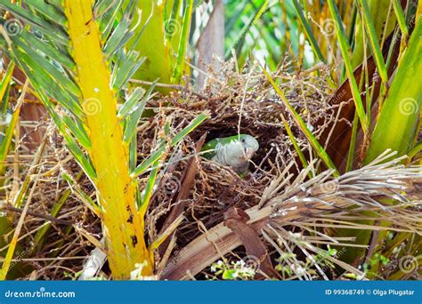 Green Wild Parrot Building a Nest on the Palm Tree, Barcelona Stock Image - Image of bird ...