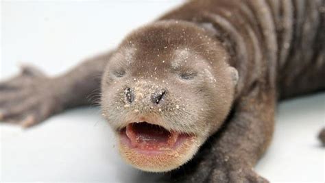 Miami's Newest Giant Otter Babies! - ZooBorns