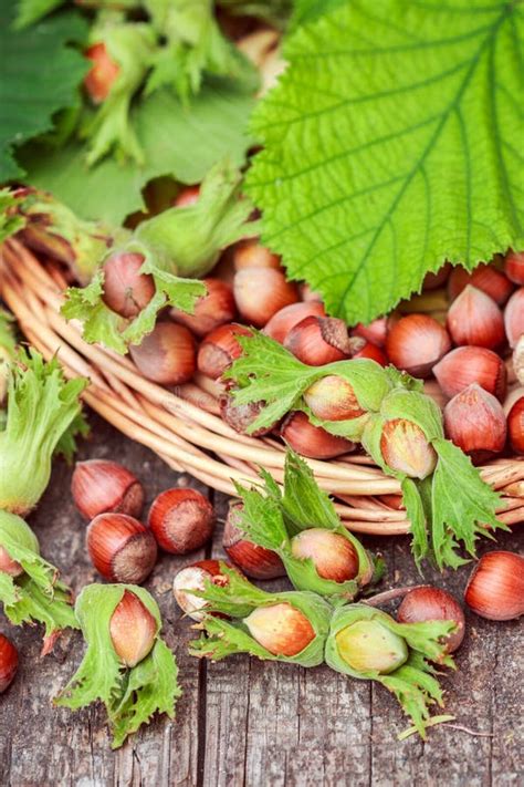 Hazelnut in Shell with Leaves on a Wooden Table Stock Photo - Image of green, dessert: 77439958