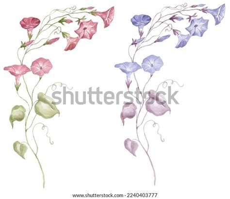 Watercolor Morning Glory On White Background Stock Illustration 2240403777 | Shutterstock