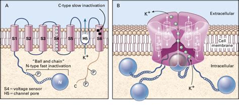 Structure of Ion Channels. Panel A shows a subunit containing six ...