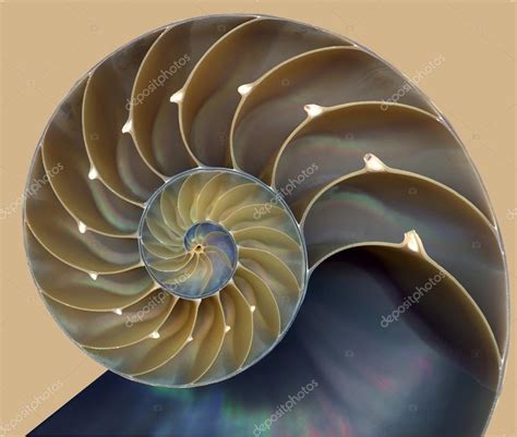 Nautilus shell pattern Stock Photo by ©susanna0358 67872467