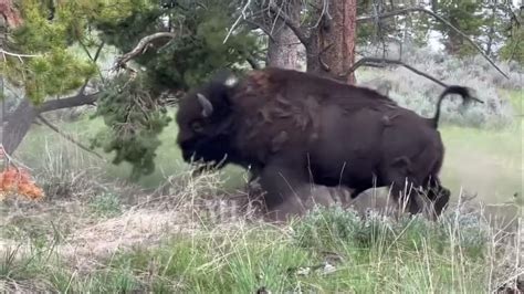 Bison in Yellowstone - YouTube