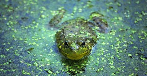 Can Frogs Breathe Underwater? - A-Z Animals