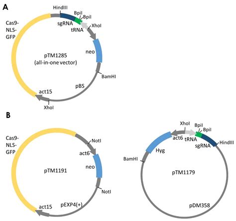 Crispr Cas9 Plasmid