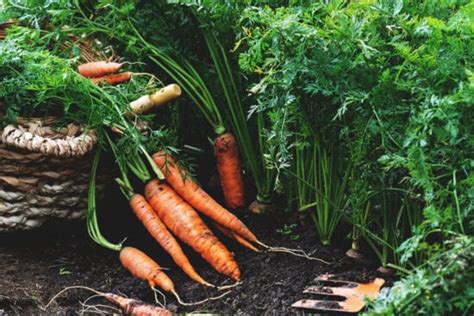 15 of the Best Companion Plants for Carrots (and Some to Avoid)