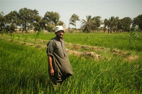 Farmers of Egypt's Nile Delta battle growing salinity as temperatures, and seas, rise - The ...