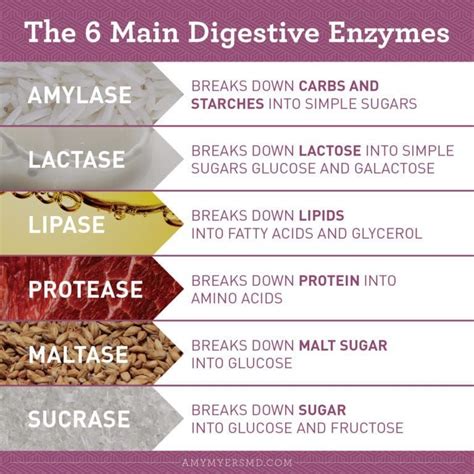 Pin on health | Digestive enzymes, Enzymes, Digestion