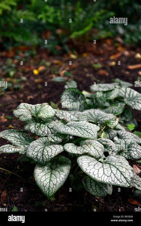 Brunnera macrophylla jack frost,Heartleaf brunnera,Siberian bugloss,variegated,foliage, leaves ...