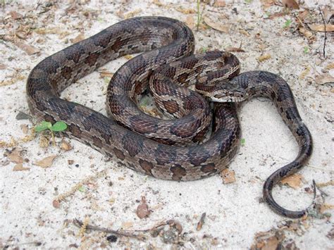 Texas Corn Snake | Texas Corn Snake from east Texas. | By: Scott Wahlberg | Flickr - Photo Sharing!