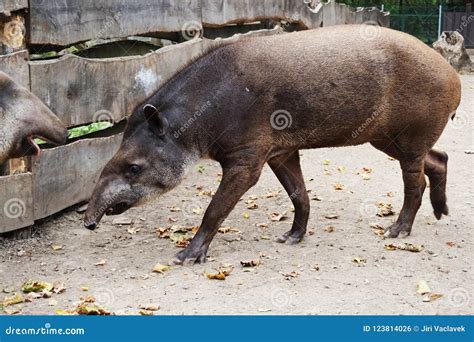 Wild tapir animal stock photo. Image of hair, looking - 123814026